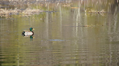 reflection2 w/ duck